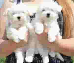 BICHON FRISE PUPPIES
