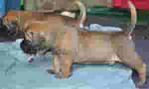 BEAUTIFUL BOERBEL PUPPIES