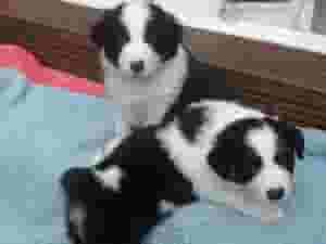BORDER COLLIER PUPPIES READY