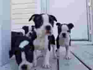 BOSTON TERRIER PUPPIES FOR A NEW HOME