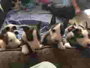 كلاب بول ترير جاهزة