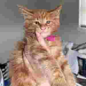 Lovely Mainecoon Cats Available