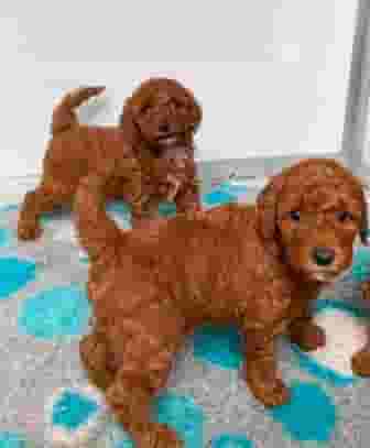 كلاب البودل الجميلة جاهزة