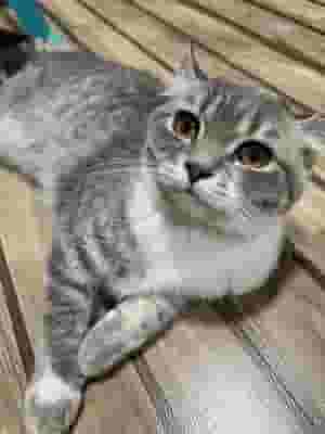 شعر قصير بريطاني