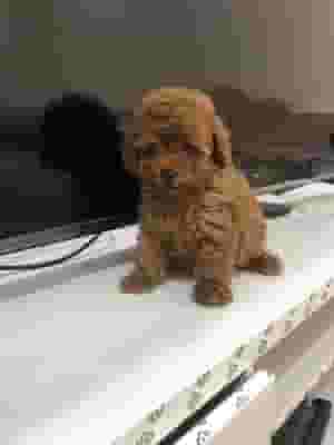 للبيع كلاب توي بودل