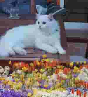 Adorable Angora Turkish cat (male)