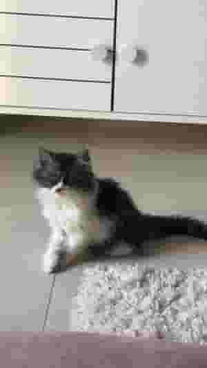 2-month-old Shirazi cat for sale 