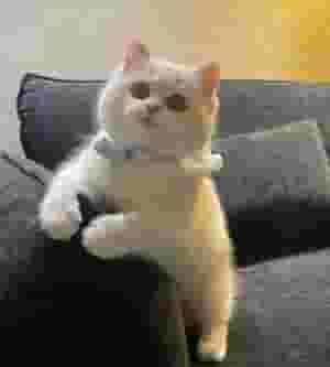 British shorthair kittens available