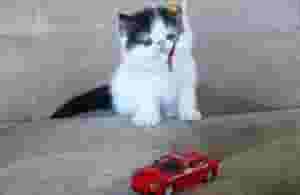 British shorthair for adoption