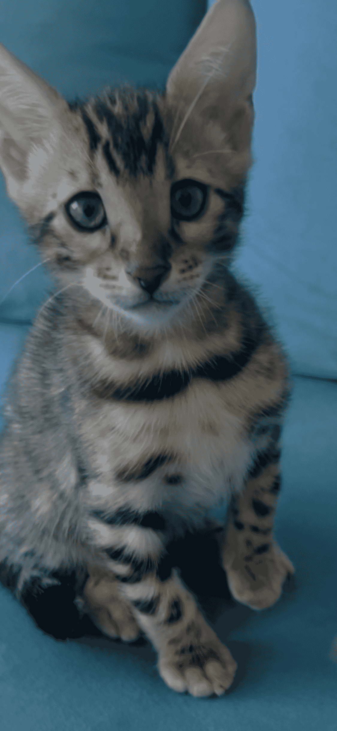 purebred bengal kitties 2 months old