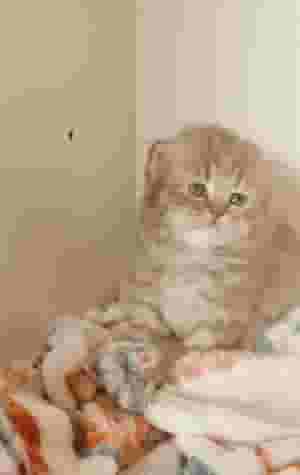 Pure Scottish fold triple coated fur