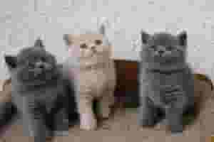 سلالة نقية من الشعر القصير البريطاني