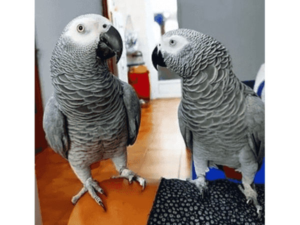 Precious African Grey Parrots for sale
