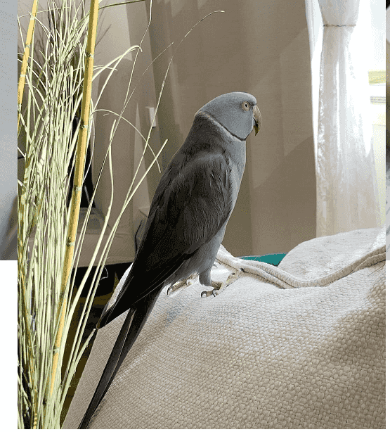 Indian Ring Neck Parrots For Sale