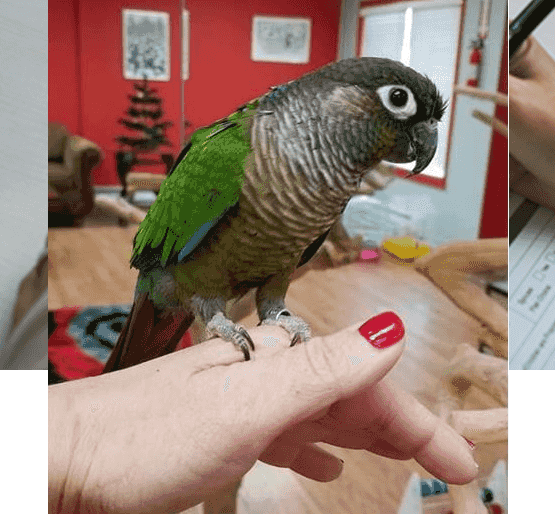 Green cheeked parakeet Parrots For Sale