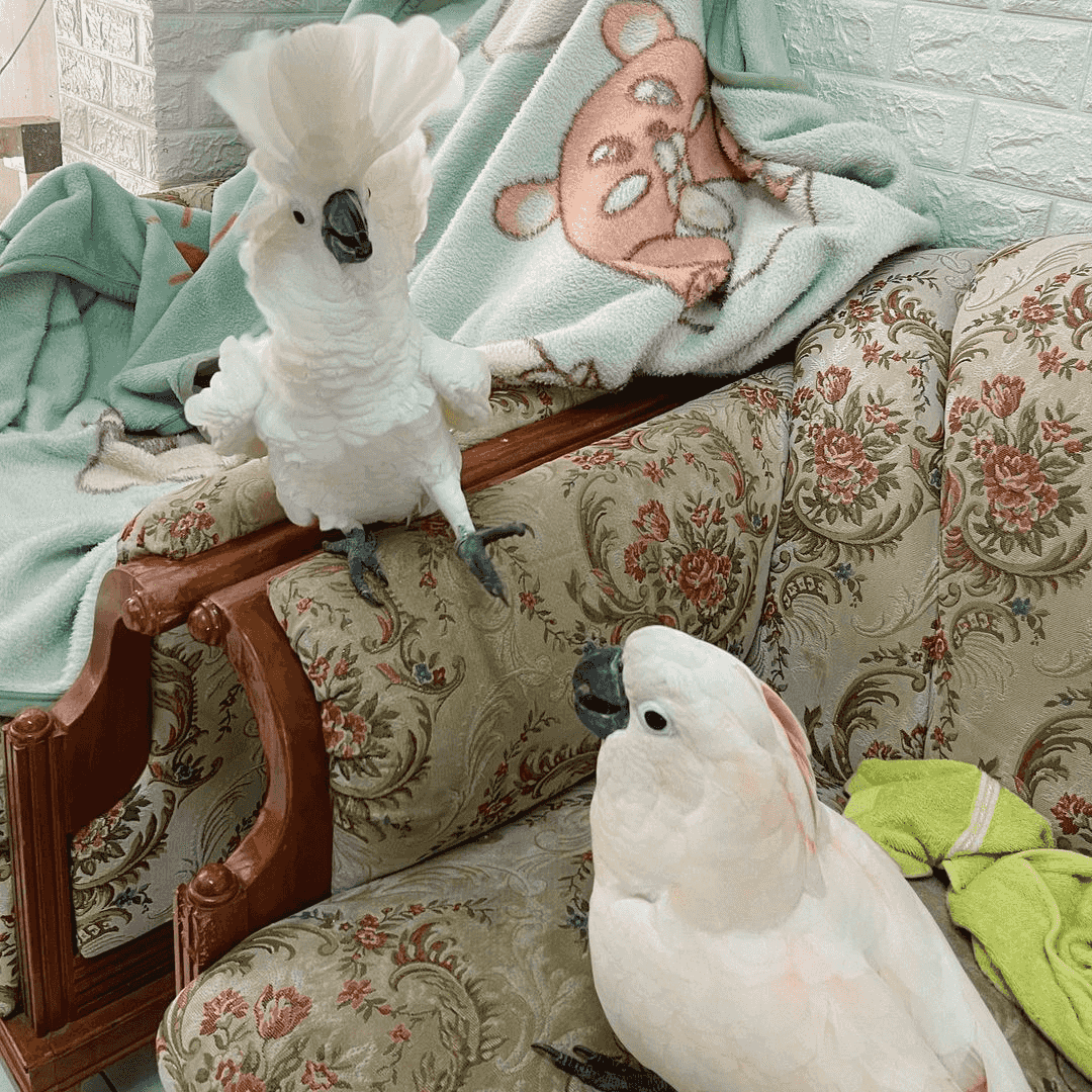 Cockatoo Parrots For Sale