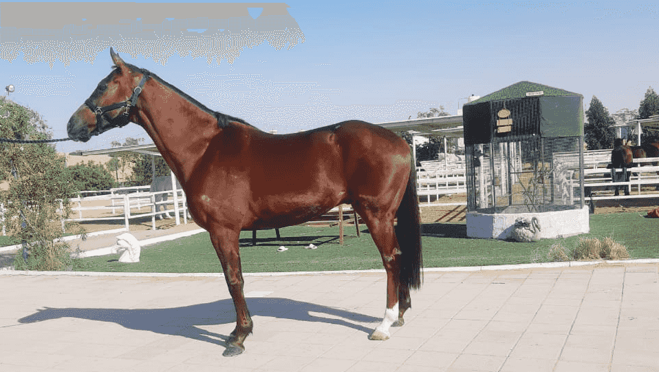 خيول أصيلة للبيع