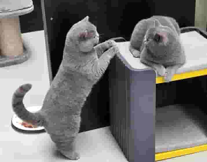 سلالة نقية من الشعر القصير البريطاني