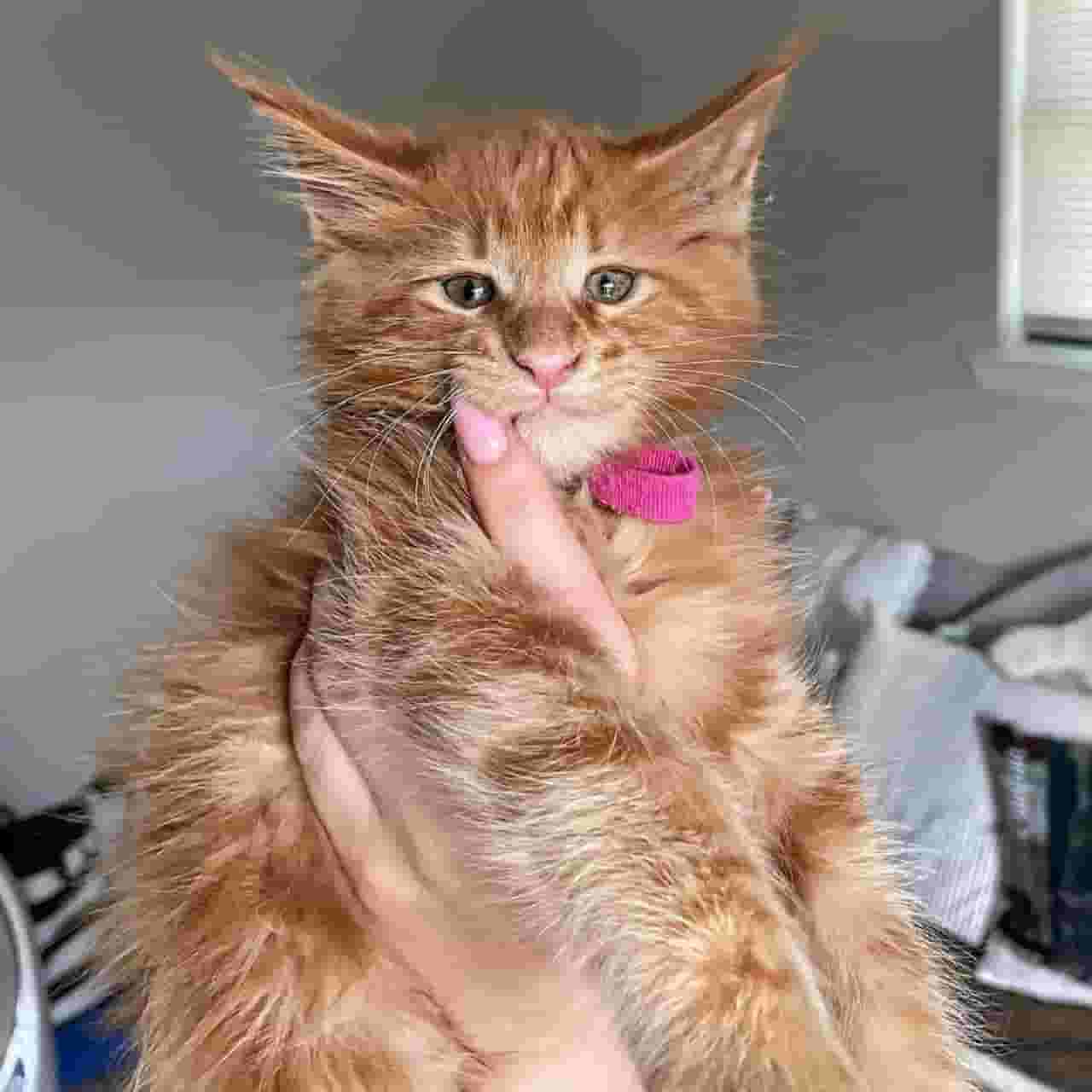 قطط مين كون متوفرة