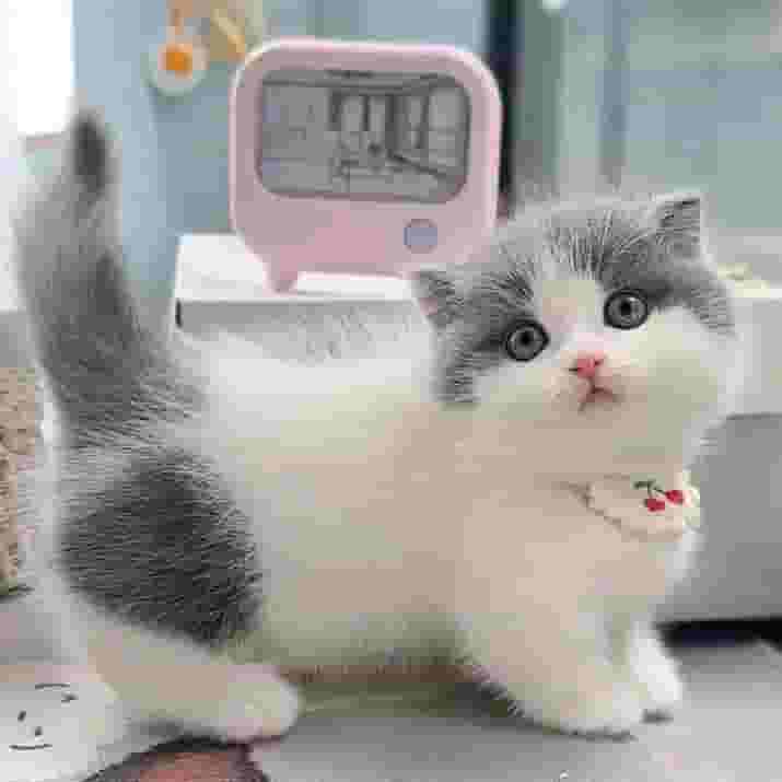 قطط بريطانية جميلة قصيرة الشعر للتبني