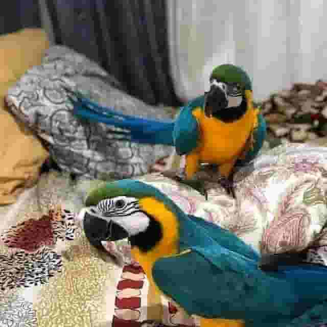 Blue and Gold Macaw Parrots