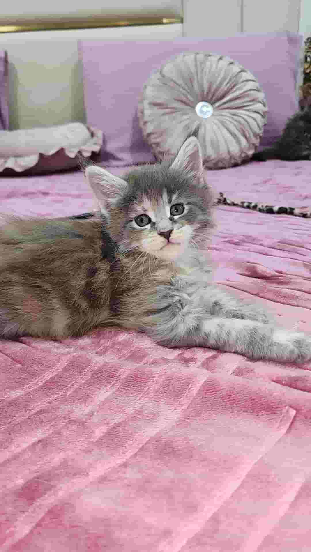 نيكا كيروفا