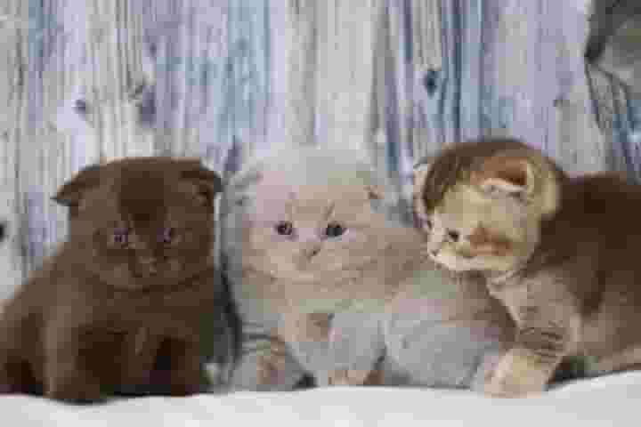 القطط البريطانية ذات الشعر القصير