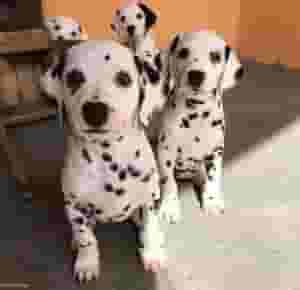 Male and Female Dalmatian Puppies