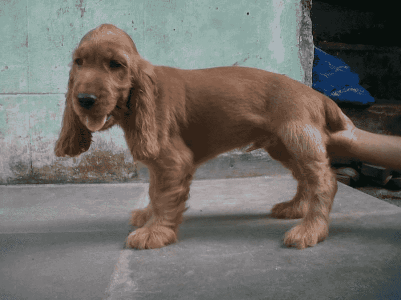 English Cocker Spaniel Puppies For Sale