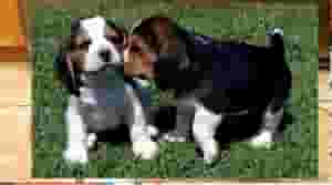 كلاب بيغل جميلة للبيع