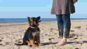 كلاب جيرمان شيبرد للبيع