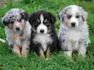 الرعاة الأستراليون للبيع