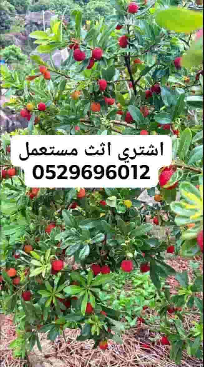 Used furniture buying and hawrinteg