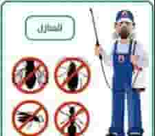 شركة مكافحة حشرات في عجمان
