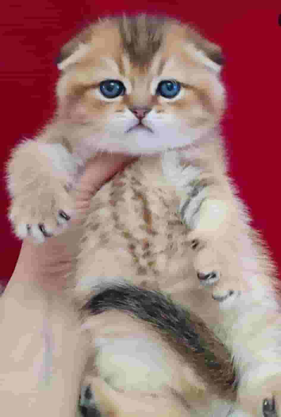 طعام اسكتلندي