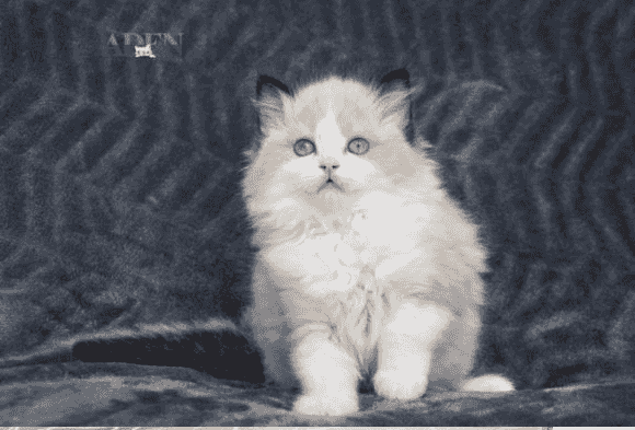 Sweet Ragdoll Kittens for sale