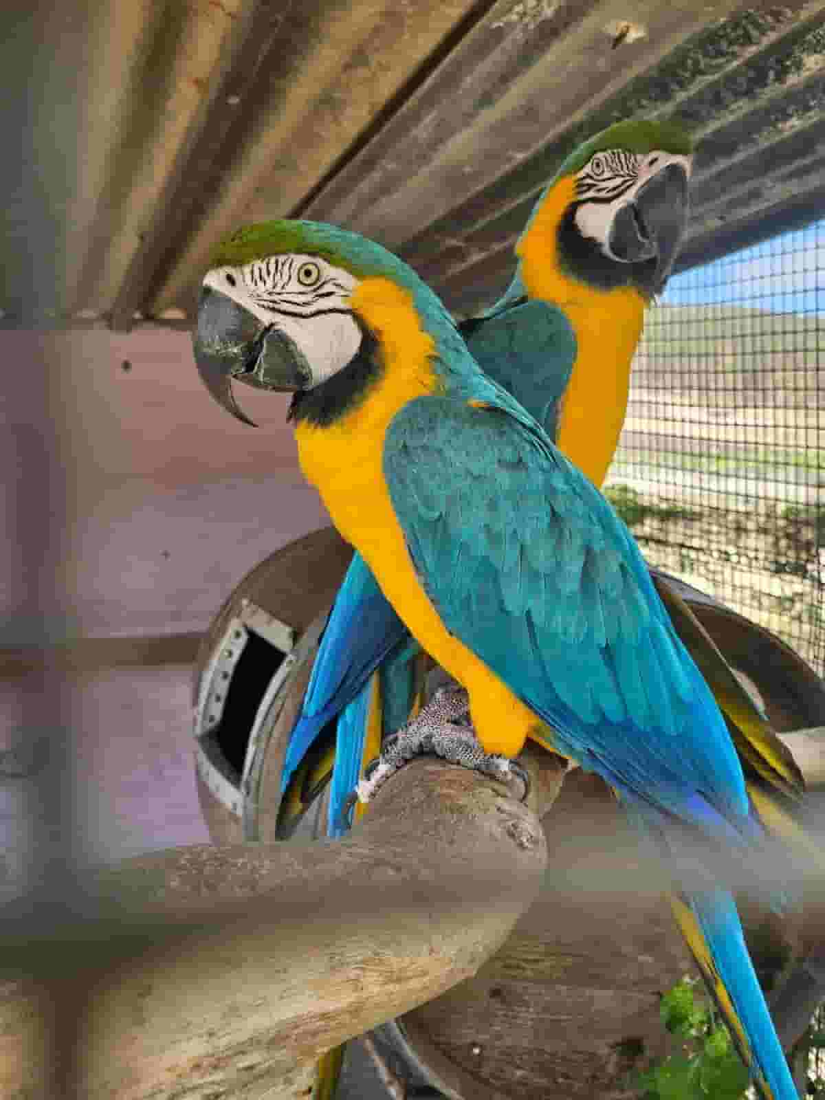 الببغاوات ذات اللون الأزرق الذهبي