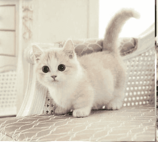 Precious Munchkin Kittens for sale