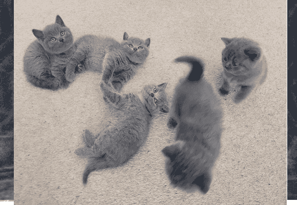 Gorgeous British Shorthair Kittens for sale