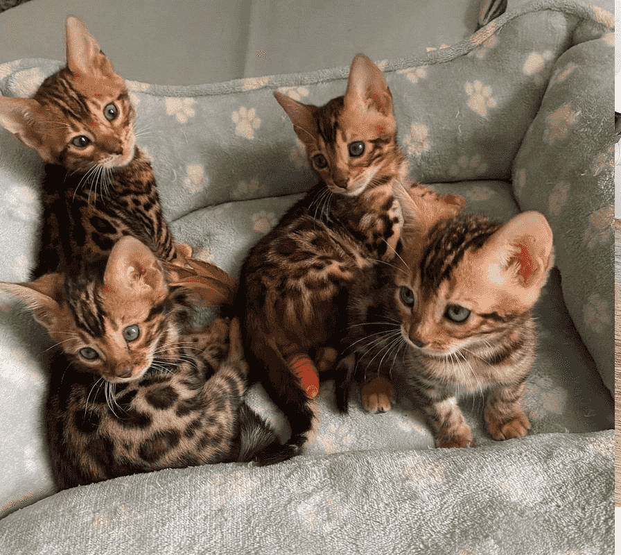Male and Female Bengal kittens for sale