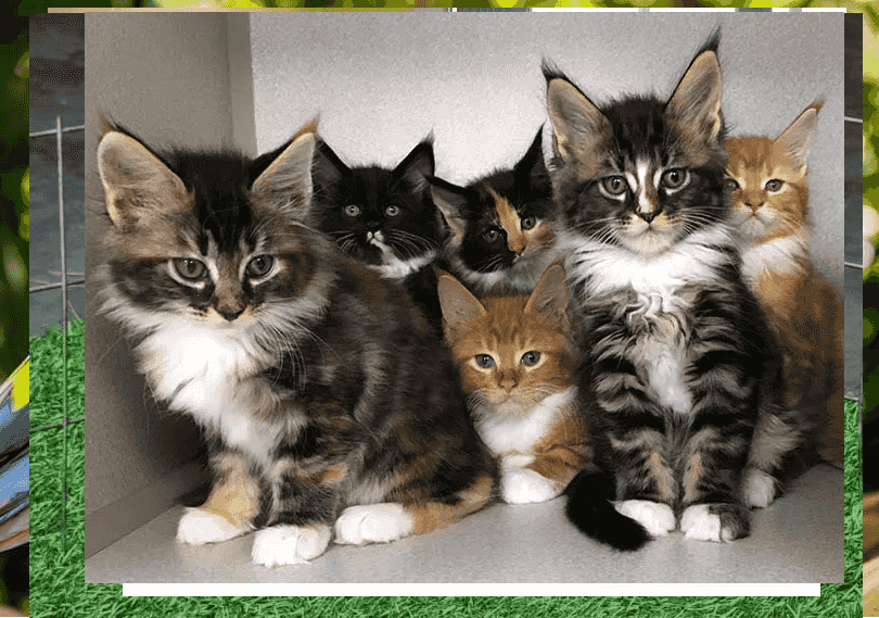 Pure Breed Maine Coon Kittens for sale