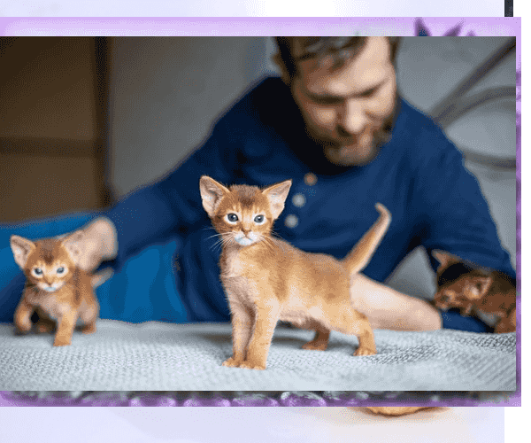 Abyssinian kittens for Sale