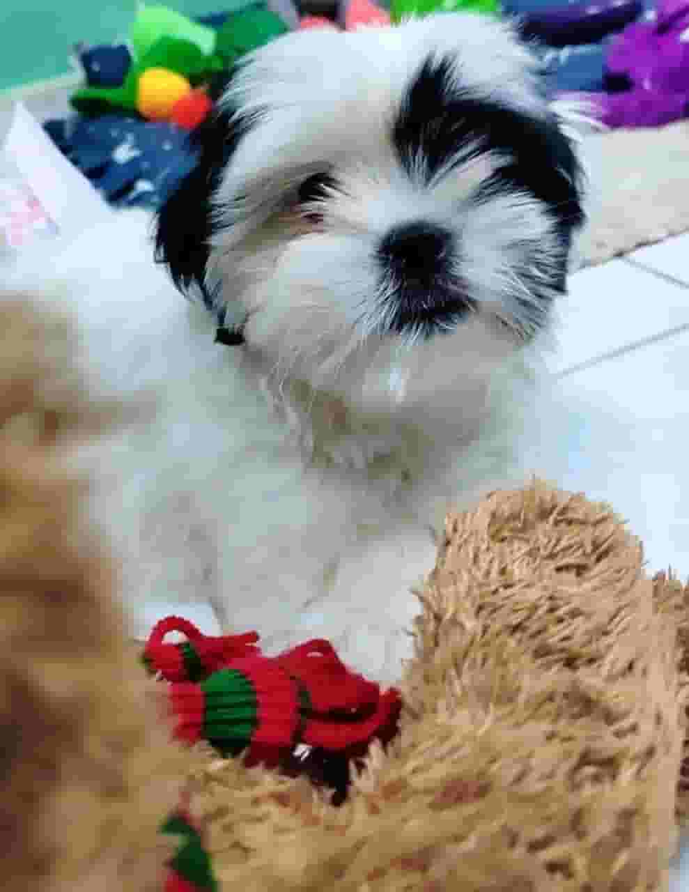 Male shihtzu 1 month old