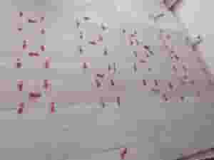 مطلوب صناعية تركيب سيراميك