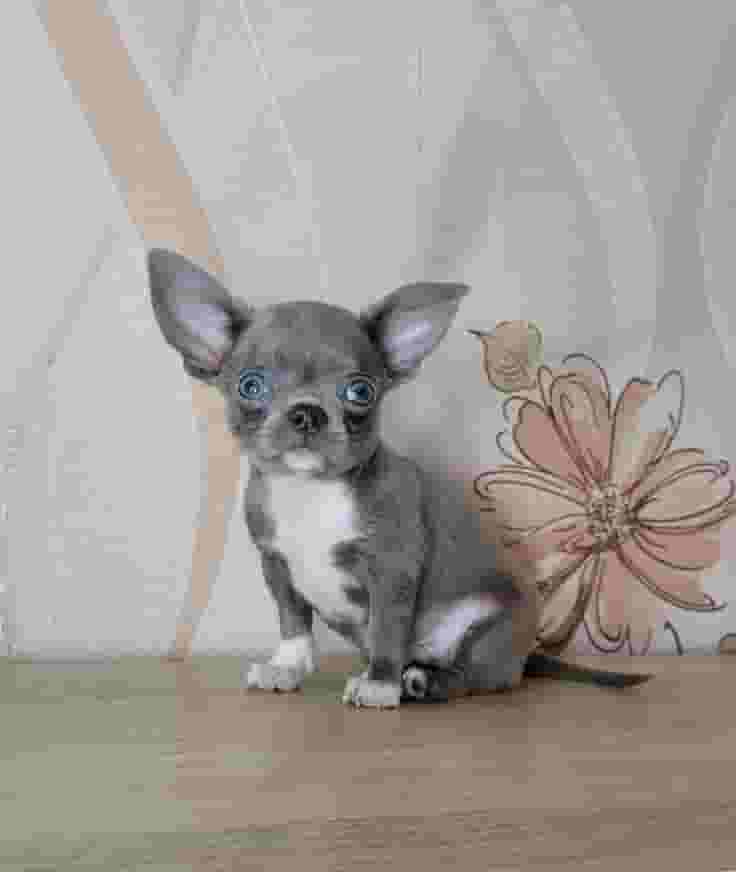 For a Chihuahua puppy