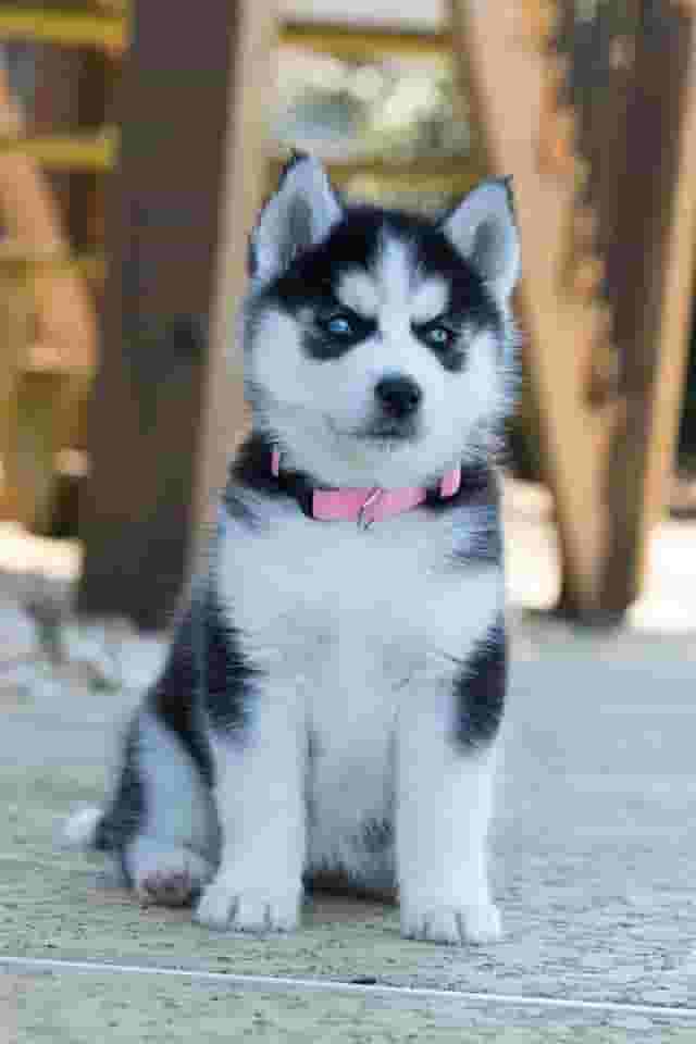 Adorable Blue Eyed Siberian Husky Puppies For Sale