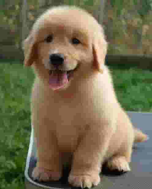 Beautiful Golden Retriever Puppies