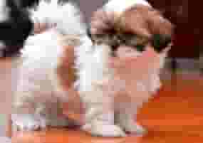 Shih tzu puppies Available For Sale