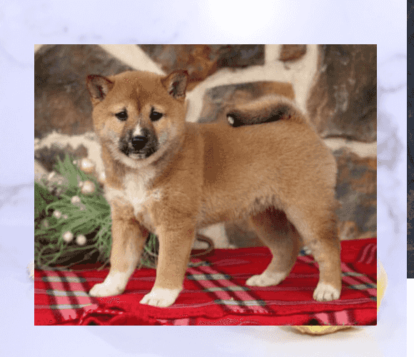 Shiba Inu puppies available for sale