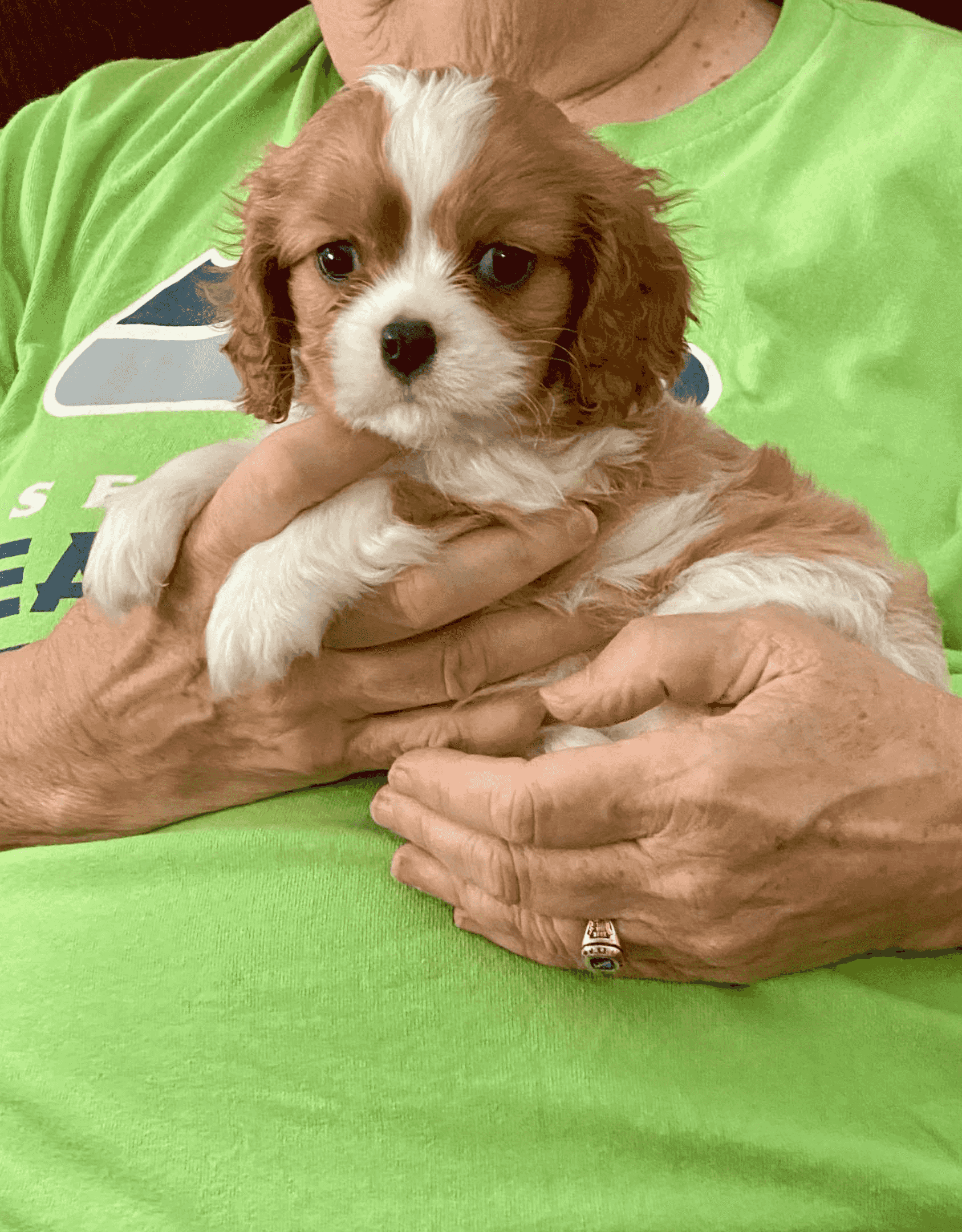 Cavalier King Charles Spaniel puppies for sale